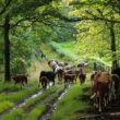 Hedgerows and livestock