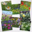 Picture of Woodland Trust notecards - wildflowers