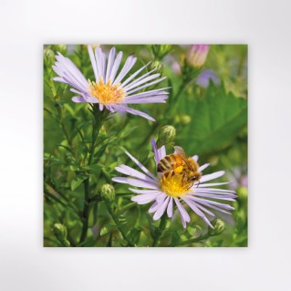 Picture of Woodland Trust notecards - wildflowers