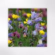 Picture of Woodland Trust notecards - wildflowers