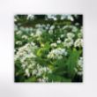 Picture of Woodland Trust notecards - wildflowers