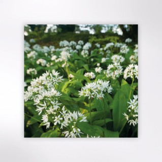Picture of Woodland Trust notecards - wildflowers