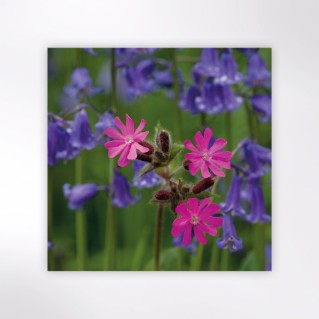 Picture of Woodland Trust notecards - wildflowers