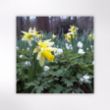 Picture of Woodland Trust notecards - wildflowers