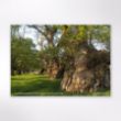 Picture of Woodland Trust tree calendar 2026