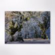 Picture of Woodland Trust tree calendar 2026