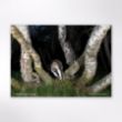 Picture of Woodland Trust wildlife calendar 2026