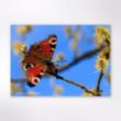Picture of Woodland Trust wildlife calendar 2026