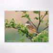 Picture of Woodland Trust wildlife calendar 2026