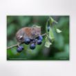 Picture of Woodland Trust wildlife calendar 2026