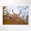 Picture of Woodland Trust wildlife calendar 2026