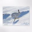 Picture of Woodland Trust wildlife calendar 2026