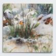 Picture of Stunning snowdrops - Christmas cards