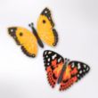 Picture of Create your own fluttering butterflies