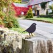 Picture of Robin fence topper