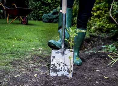 View all items in this category Picture for category Garden trees