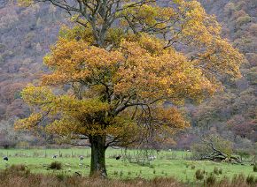 Picture for category Single trees