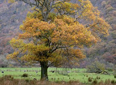View all items in this category Picture for category Single trees