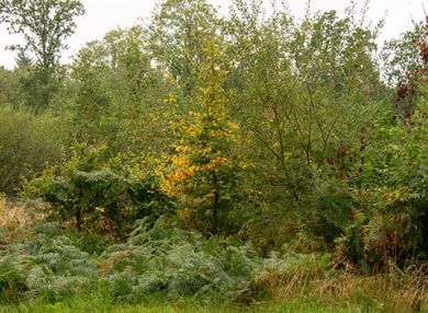 View all items in this category Picture for category Tree mixes