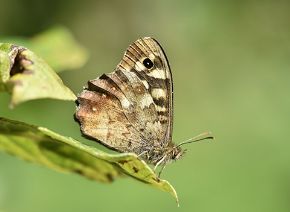 Picture for category Trees for pollinators