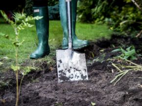 Picture for category Garden trees