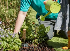 Picture for category Garden trees