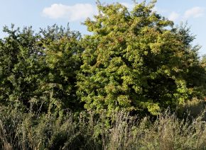 Picture for category Hedging trees