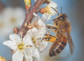 Picture for category Trees for pollinators