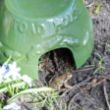 Picture of Frog and toad house