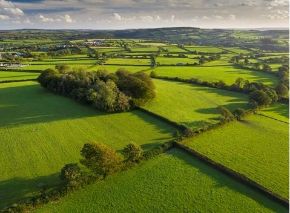 Picture for category Hedging trees