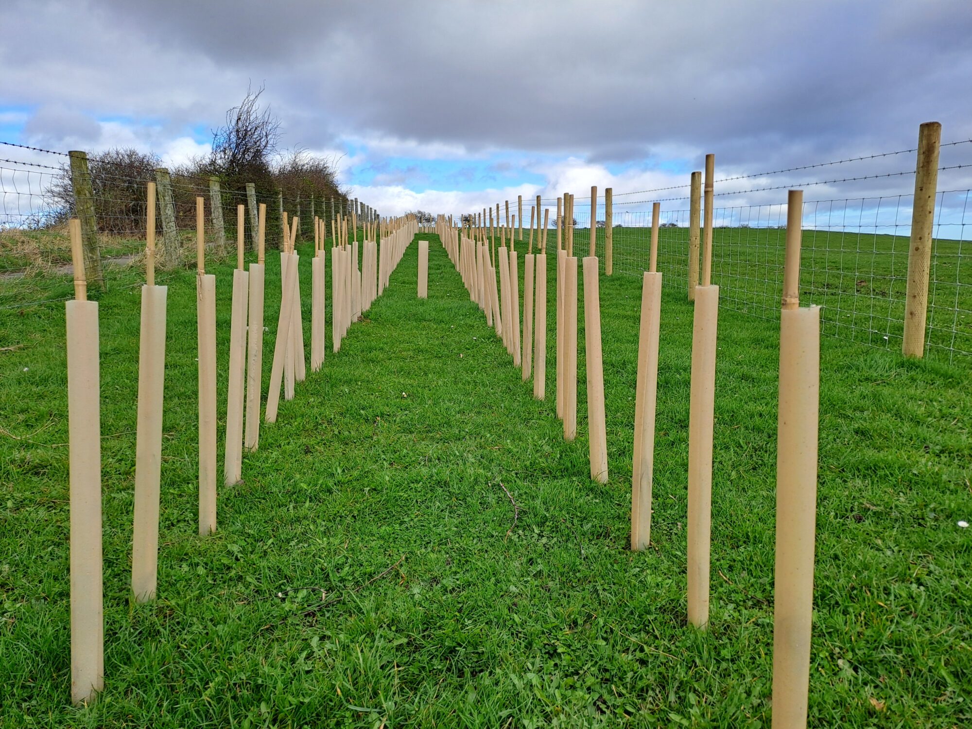 Buy biodegradable tree gaurds - Woodland Trust Shop | Woodland Trust Shop