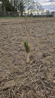 Picture of Biodegradable tree wraps – Rainbow Terra