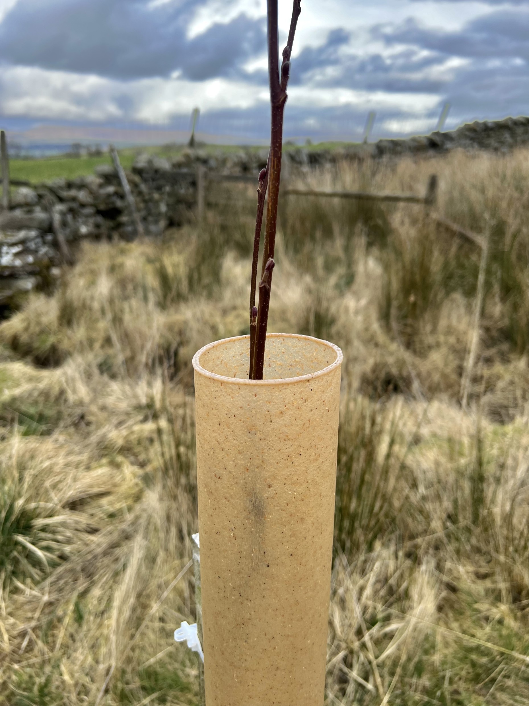 Buy biodegradable tree gaurds - Woodland Trust Shop | Woodland Trust Shop