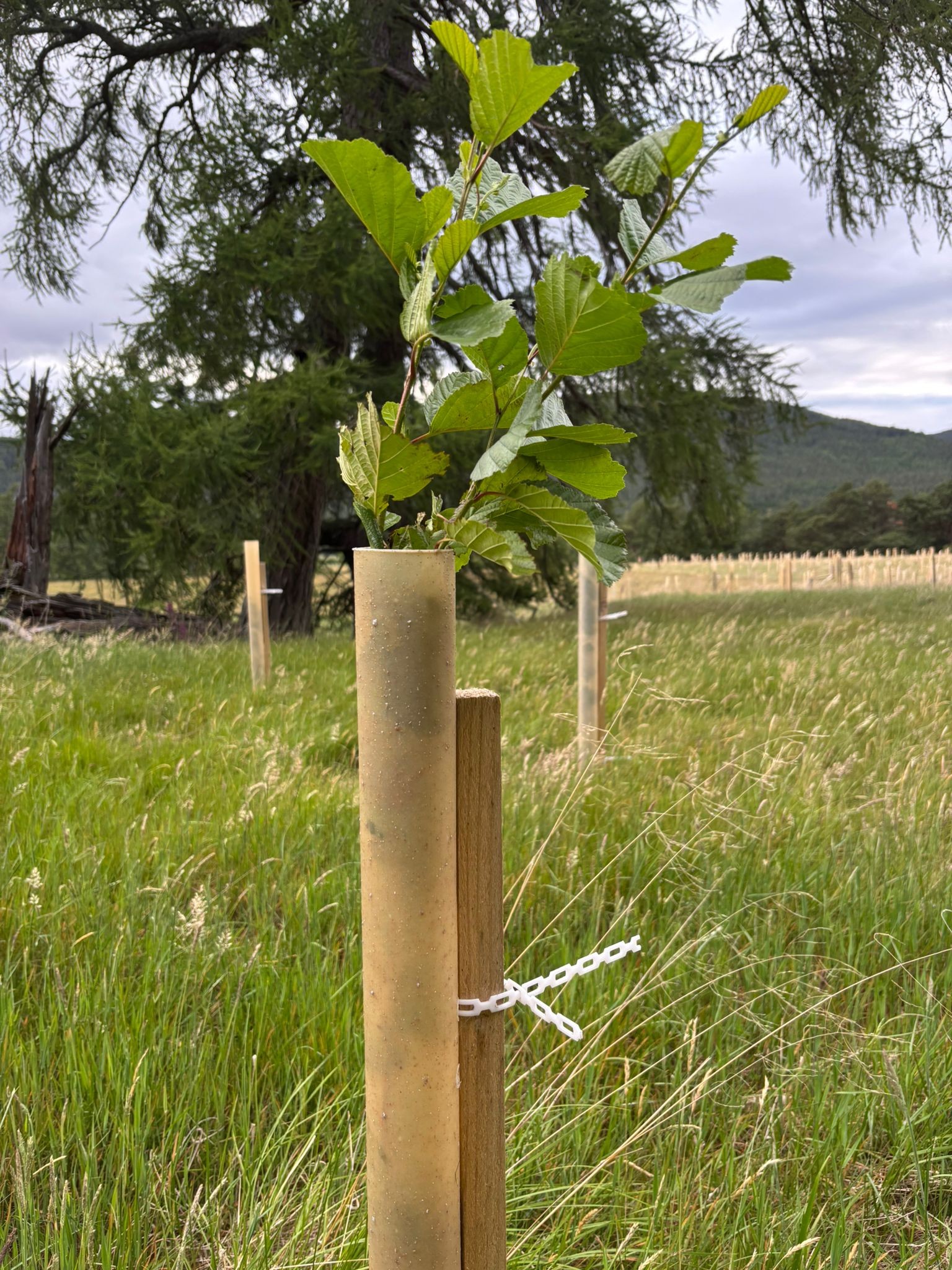 Biodegradable tube tree guards that come with hardwood stakes for ...