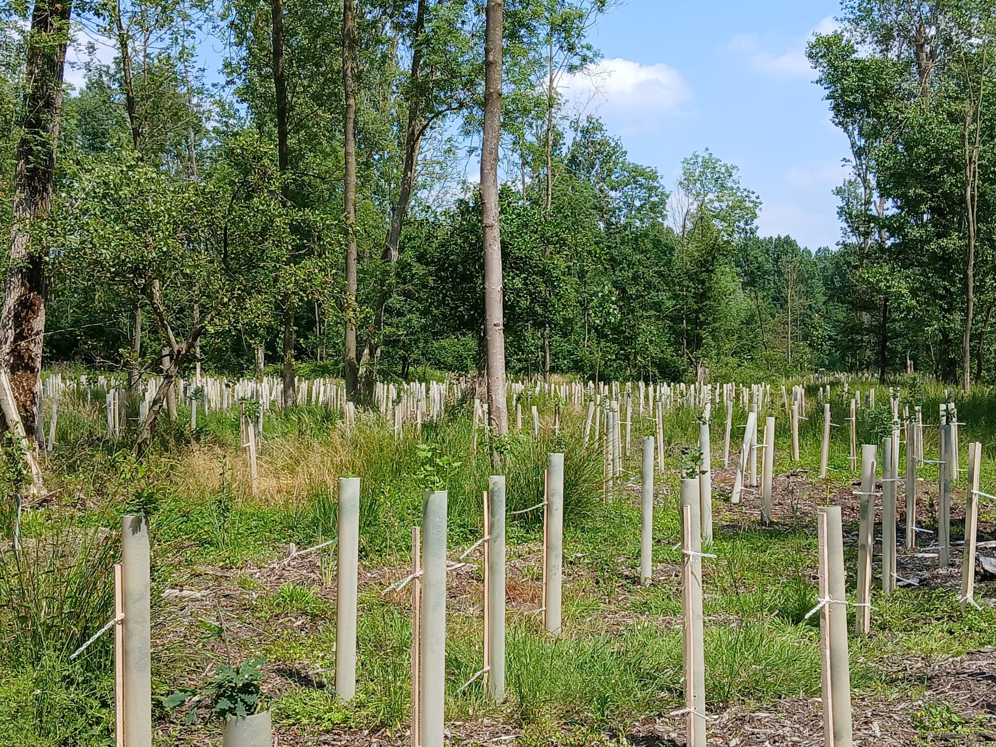 Biodegradable tube tree guards that come with hardwood stakes for ...