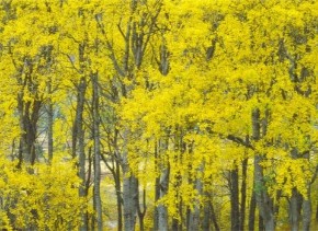 Picture for category Types of trees