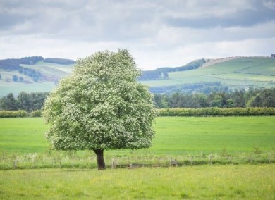 Medium Sized Trees for Gardens | Woodland Trust Shop