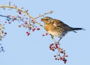 Picture for category Trees for wildlife