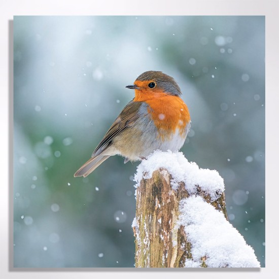 Picture of Snowy robin - Christmas cards