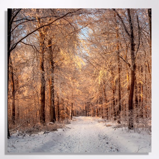 Picture of Winter forest at sunset- Christmas cards
