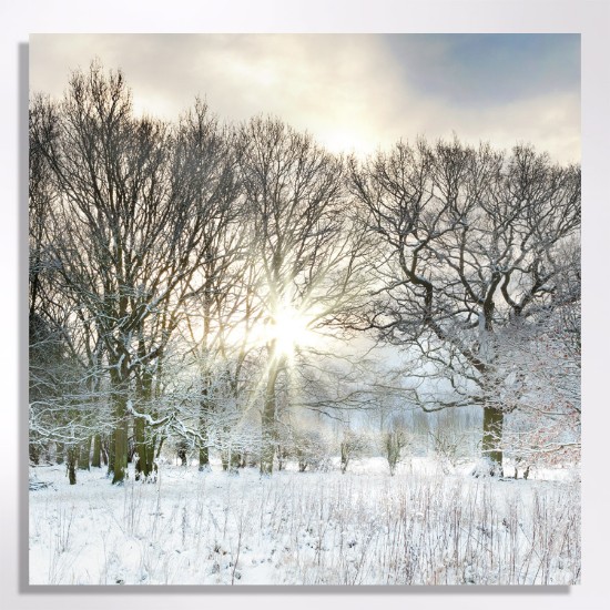 Picture of Sunlit snowy forest - Christmas cards