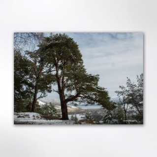 Picture of Woodland Trust tree calendar 2027