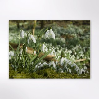 Picture of Woodland Trust tree calendar 2027