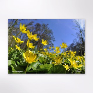 Picture of Woodland Trust tree calendar 2027