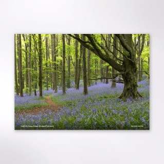 Picture of Woodland Trust tree calendar 2027