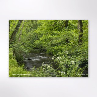 Picture of Woodland Trust tree calendar 2027
