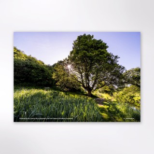 Picture of Woodland Trust tree calendar 2027
