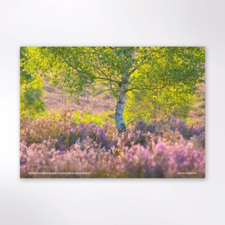 Picture of Woodland Trust tree calendar 2027