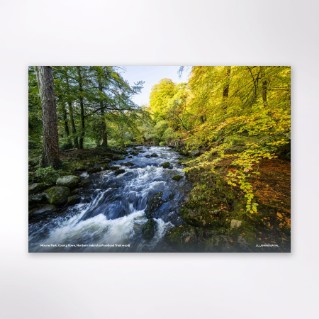 Picture of Woodland Trust tree calendar 2027