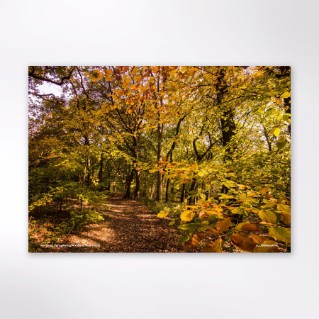Picture of Woodland Trust tree calendar 2027